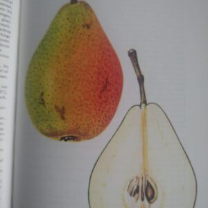 Précoce Henin + Bonne louise d'Avranches