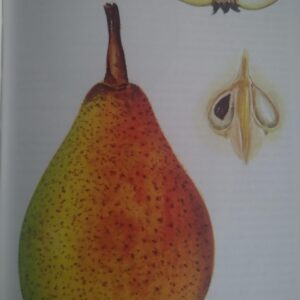 Conference + Ananas de Courtrai