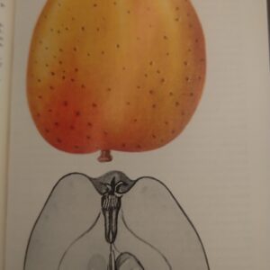 Gele Bellefleur - Linneous Pippin - Yellow Bellflower