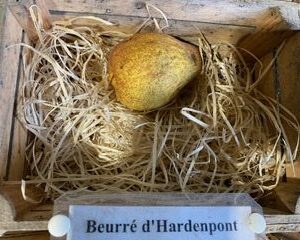 Beurré Hardy + Beurré d'Hardenpont