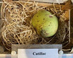 Catillac - Pondspeer