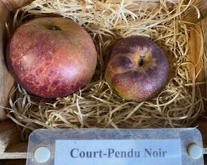 Court-Pendu Noir