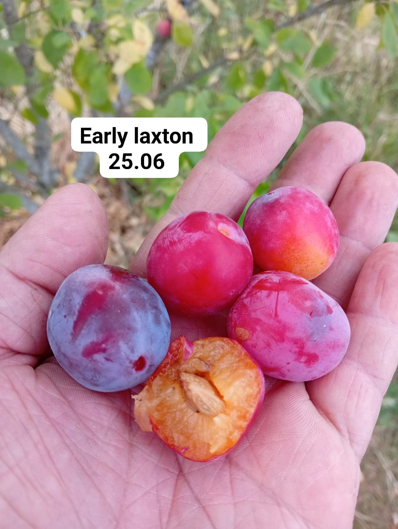 Early Laxton hoogstam