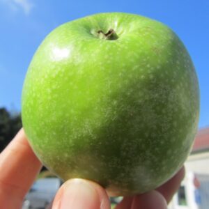 Granny Smith