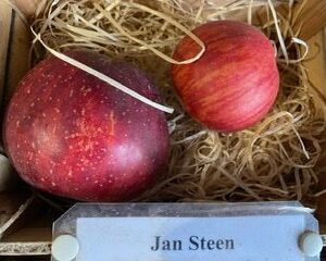 Jan Steen