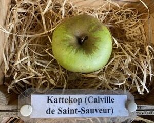 Kattekop - Calville de Saint-Sauveur