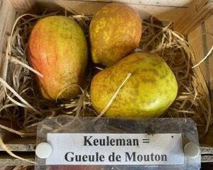 Keuleman - Gueule de Mouton