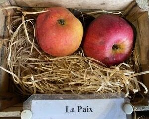 La Paix - American Mother - Mother