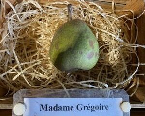 Madame Gregoir