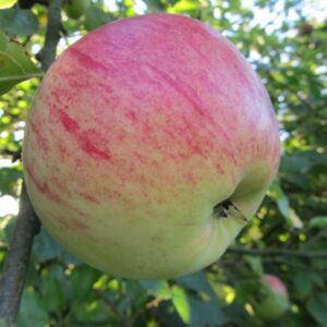 President Roulin - Vice-Président Roulin