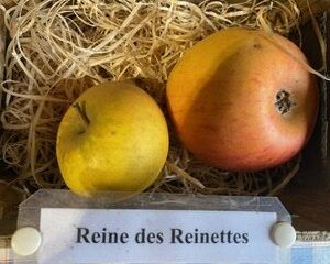 Reine des Reinettes - King of the Pippins - Golden Pearmain