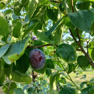 Sanctus Hubertus Kwetspruim