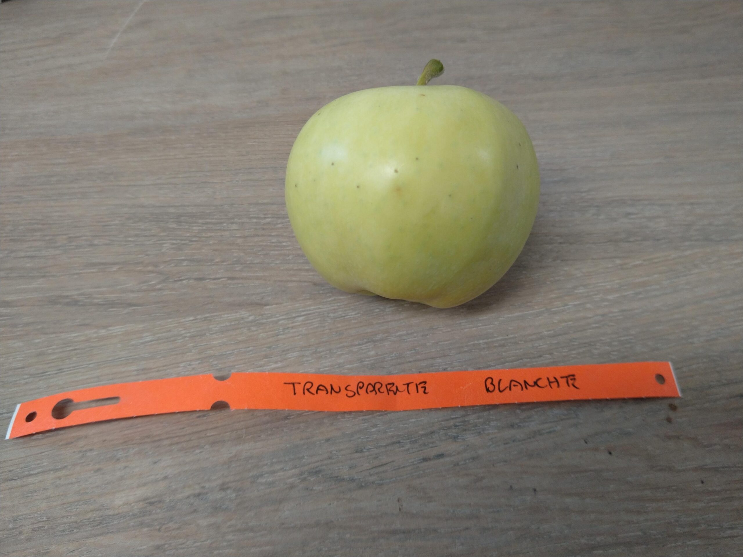 Transparente Blanche - Pomme d'août - Oogstappel - Yellow Transparent