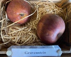 Gravenstein- Gravensteiner