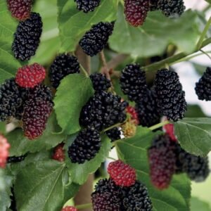 Mojo Berry Zwarte Moerbei 12 Liter